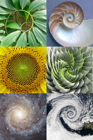 Le spirali in natura